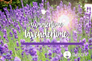 Summer recipes with lavender