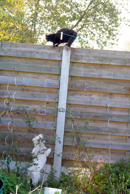 guard dog in the garden