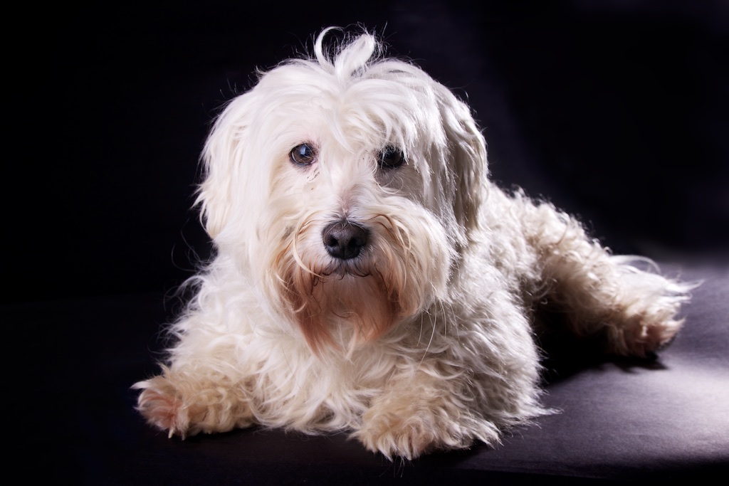 Snoopy deaf dog adoption