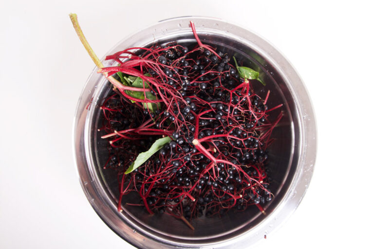 Elderberry syrup and elderberry juice recipe for a resistance boost