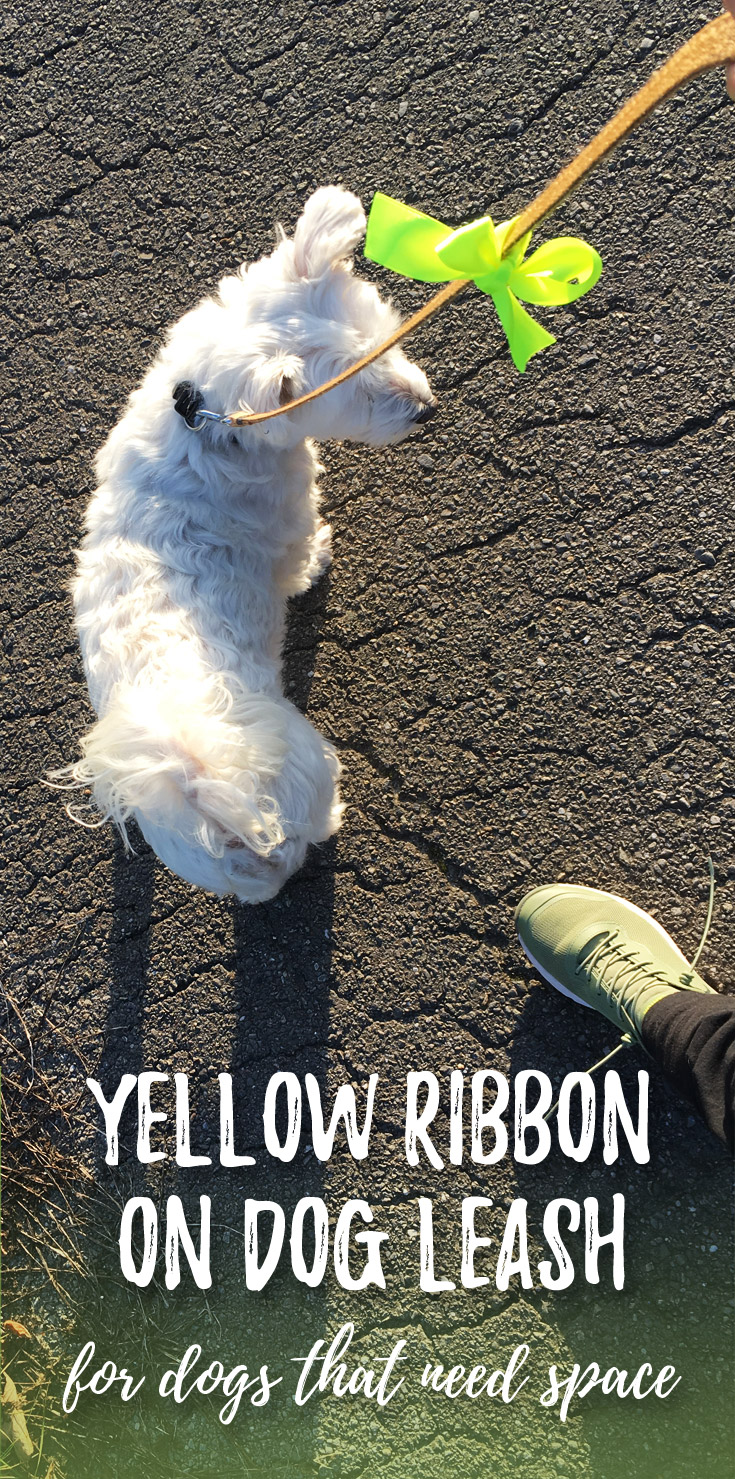 yellow ribbon on dog leash