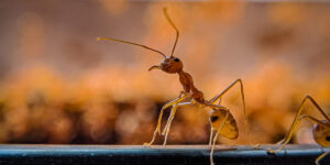 Best way to get rid of ants in the house (+ home remedies